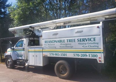 Tree Trimming Service10